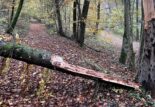 Coureurs en forêt soyez vigilants !